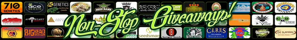 Non-Stop Cannabis Seed Giveaways!