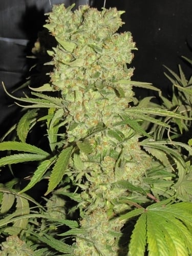 BLZ Bud Cannabis Seeds by Seedism Seeds