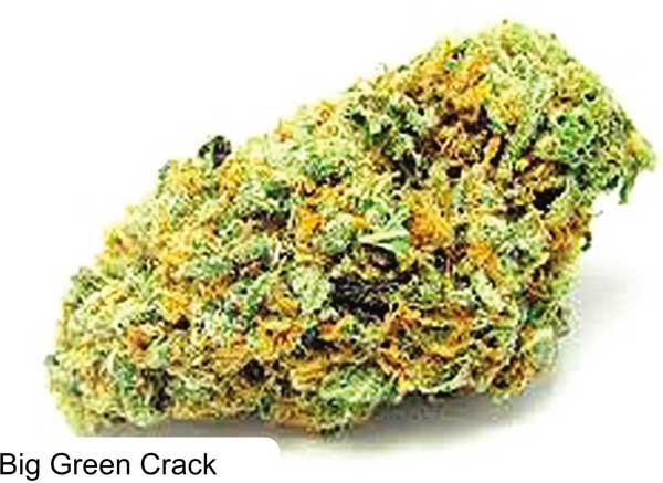 Big Green Crack 大麻の種子 - Dispensario Seeds