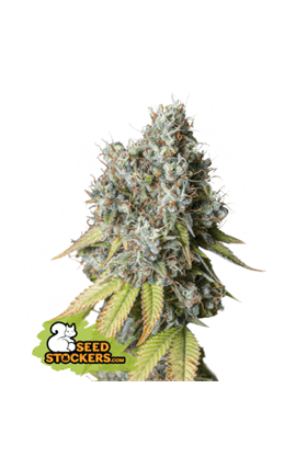 Gorilla Cannabis Seeds by Seed Stockers
