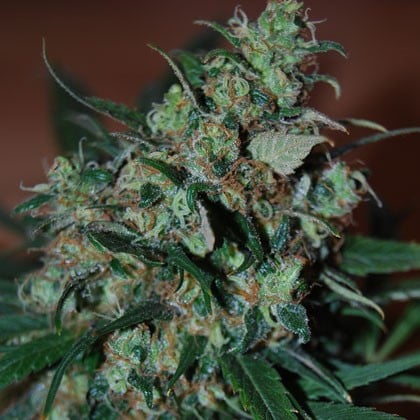 Power Bud Cannabis Seeds by Blackskull Seeds