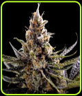 SALE - 24K Gold - DNA Genetics - Cannabis Seed Sale Items