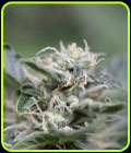 AK-74 - Seed City Seeds