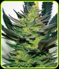 Afghan Skunk - Expert Seeds