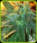 SALE - Alien OG - Cali Connection Seeds - Cannabis Seed Sale Items