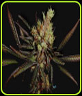 SALE - Amethyst Bud - Soma Seeds - Cannabis Seed Sale Items