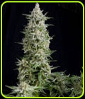 Amnesia Gold - Pyramid Seeds