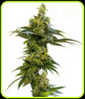 Amnesia Haze - Seed City Seeds