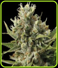 Amnesiac Automatic - Spliff Seeds