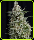 Anesthesia CBD - Pyramid Seeds