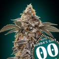 Auto Bubba's Gift - OO Seeds