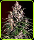 Auto Dosi - G13 Labs Seeds