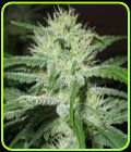 Auto Speed Bud - Female Seeds