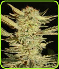 SALE - Automatic Fini - Super Strains - Super Strains