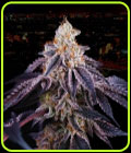 SALE - Baked in Paris - Perfect Tree Seeds - Cannabis Seed Sale Items