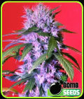 Berry Bomb Auto - Bomb Seeds