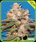 Big Bomb Auto - Bomb Seeds