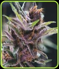 Black Cherry Punch - Pyramid Seeds