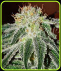 SALE - Black Russian - Delicious Seeds - Cannabis Seed Sale Items