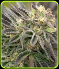 Black Widow - Seed City Seeds