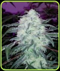 Blackberry Dream - Elev8 Seeds