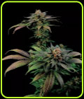 Blue Widow - Dinafem Seeds