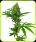 Bubblegum - Seed City Seeds