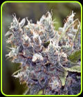 SALE - Bubblegummer - Female Seeds - Female Seeds