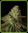 SALE - Buks Banner #11 Auto - Propaganja Seeds - Cannabis Seed Sale Items