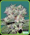 CBD Bomb - Bomb Seeds