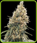 CBD Spliff Berry - Spliff Seeds