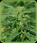 CBD Terra Italia - Female Seeds