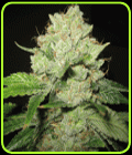 SALE - California Trainwreck - Sagarmatha Seeds - Cannabis Seed Sale Items