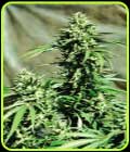 SALE - California Wildfire - Emerald Triangle - Cannabis Seed Sale Items