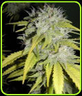 Chaze Super Auto - Flash Seeds