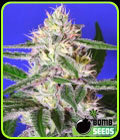 Edam Bomb - Bomb Seeds