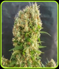 Chemdog Gorilla - Expert Seeds