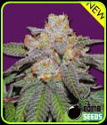 Cherry Bomb Auto - Bomb Seeds