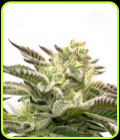 Chocolope - Seed City Seeds