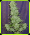 Cinderella 99 BX-1 - Mosca Seeds