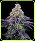 SALE - Coconut Fresh - Perfect Tree Seeds - Cannabis Seed Sale Items