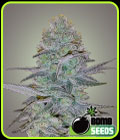 Cosmic Bomb Auto - Bomb Seeds