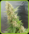 Critical Gorilla - Expert Seeds