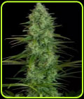 Critical Jack - Dinafem Seeds