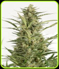 Critical Jack Autoflowering - Dinafem Seeds