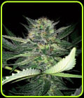 Critical Lights - Expert Seeds