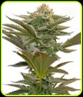 Critical Mass - Seed City Seeds