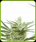 Critical Mass Auto - Seed City Seeds