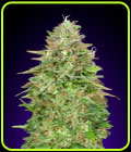 Critical Poison Fast Version - OO Seeds