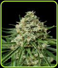 Critical + 2.0 - Dinafem Seeds